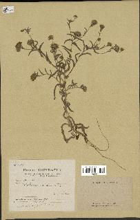 spécimen de Pulicaria arabica