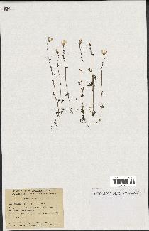 spécimen de Saxifraga cernua