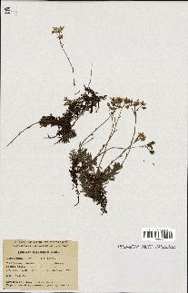 spécimen de Saxifraga tricuspidata