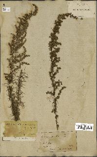 spécimen de Artemisia variabilis