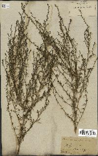 spécimen de Artemisia variabilis