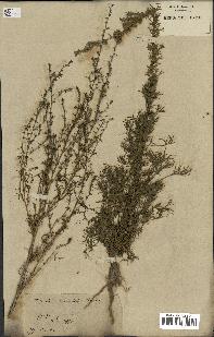 spécimen de Artemisia variabilis