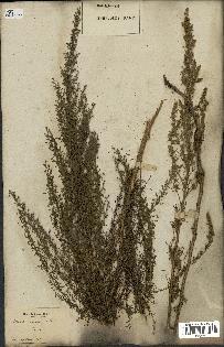 spécimen de Artemisia variabilis