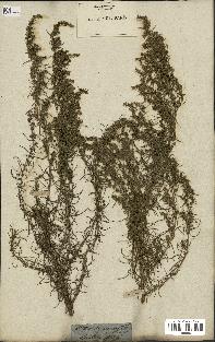 spécimen de Artemisia variabilis