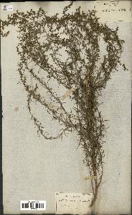 spécimen de Artemisia variabilis