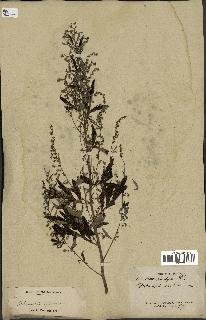 spécimen de Artemisia vulgaris