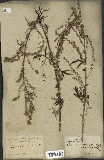 spécimen de Artemisia vulgaris