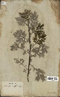 spécimen de Artemisia vulgaris