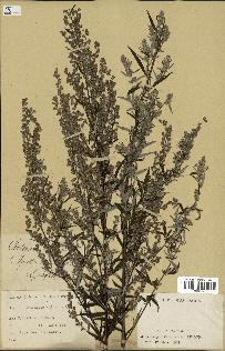 spécimen de Artemisia vulgaris