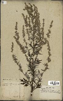 spécimen de Artemisia vulgaris