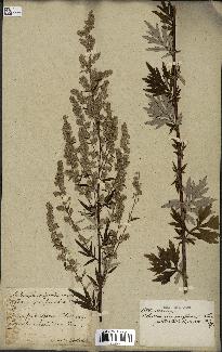 spécimen de Artemisia vulgaris