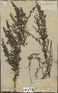 spécimen de Artemisia vulgaris