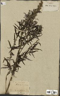 spécimen de Artemisia vulgaris