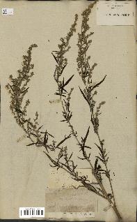 spécimen de Artemisia vulgaris