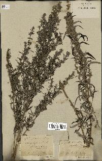 spécimen de Artemisia vulgaris