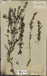 spécimen de Artemisia vulgaris