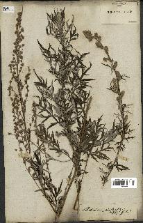 spécimen de Artemisia vulgaris