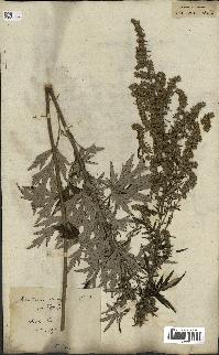 spécimen de Artemisia vulgaris