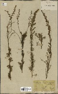 spécimen de Artemisia variabilis