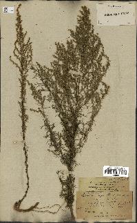 spécimen de Artemisia variabilis