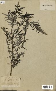 spécimen de Artemisia vulgaris