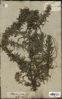 spécimen de Artemisia vulgaris