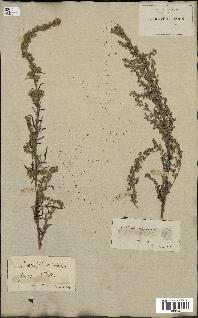 spécimen de Artemisia vulgaris