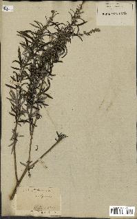 spécimen de Artemisia vulgaris