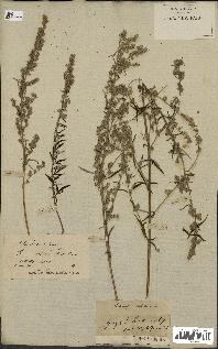 spécimen de Artemisia vulgaris