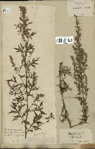 spécimen de Artemisia vulgaris