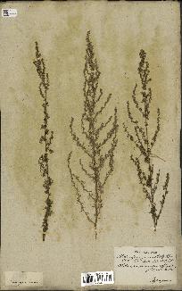 spécimen de Artemisia variabilis