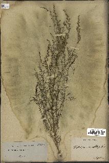 spécimen de Artemisia variabilis