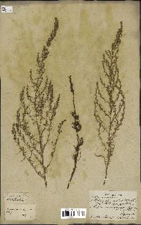 spécimen de Artemisia variabilis