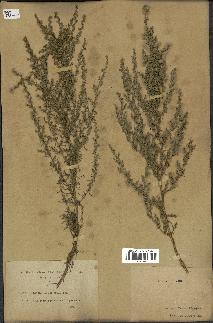 spécimen de Artemisia variabilis