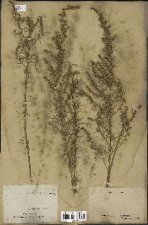 spécimen de Artemisia variabilis