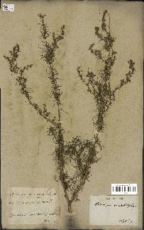 spécimen de Artemisia variabilis