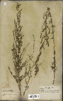 spécimen de Artemisia variabilis