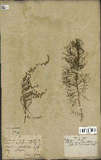 spécimen de Artemisia variabilis