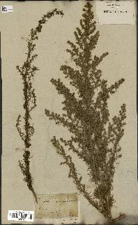 spécimen de Artemisia variabilis