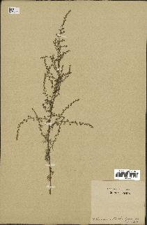 spécimen de Artemisia variabilis