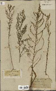 spécimen de Artemisia variabilis