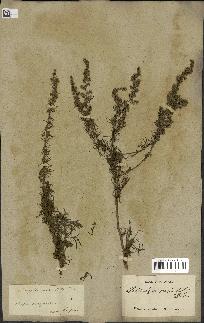 spécimen de Artemisia variabilis