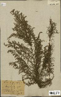 spécimen de Artemisia variabilis