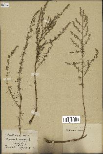 spécimen de Artemisia variabilis