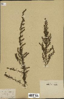 spécimen de Artemisia variabilis