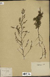 spécimen de Artemisia variabilis