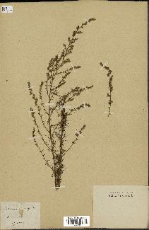 spécimen de Artemisia variabilis