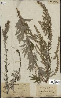 spécimen de Artemisia vulgaris