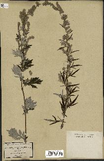 spécimen de Artemisia vulgaris