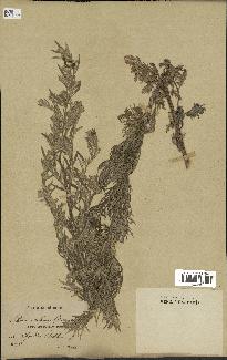 spécimen de Artemisia vulgaris